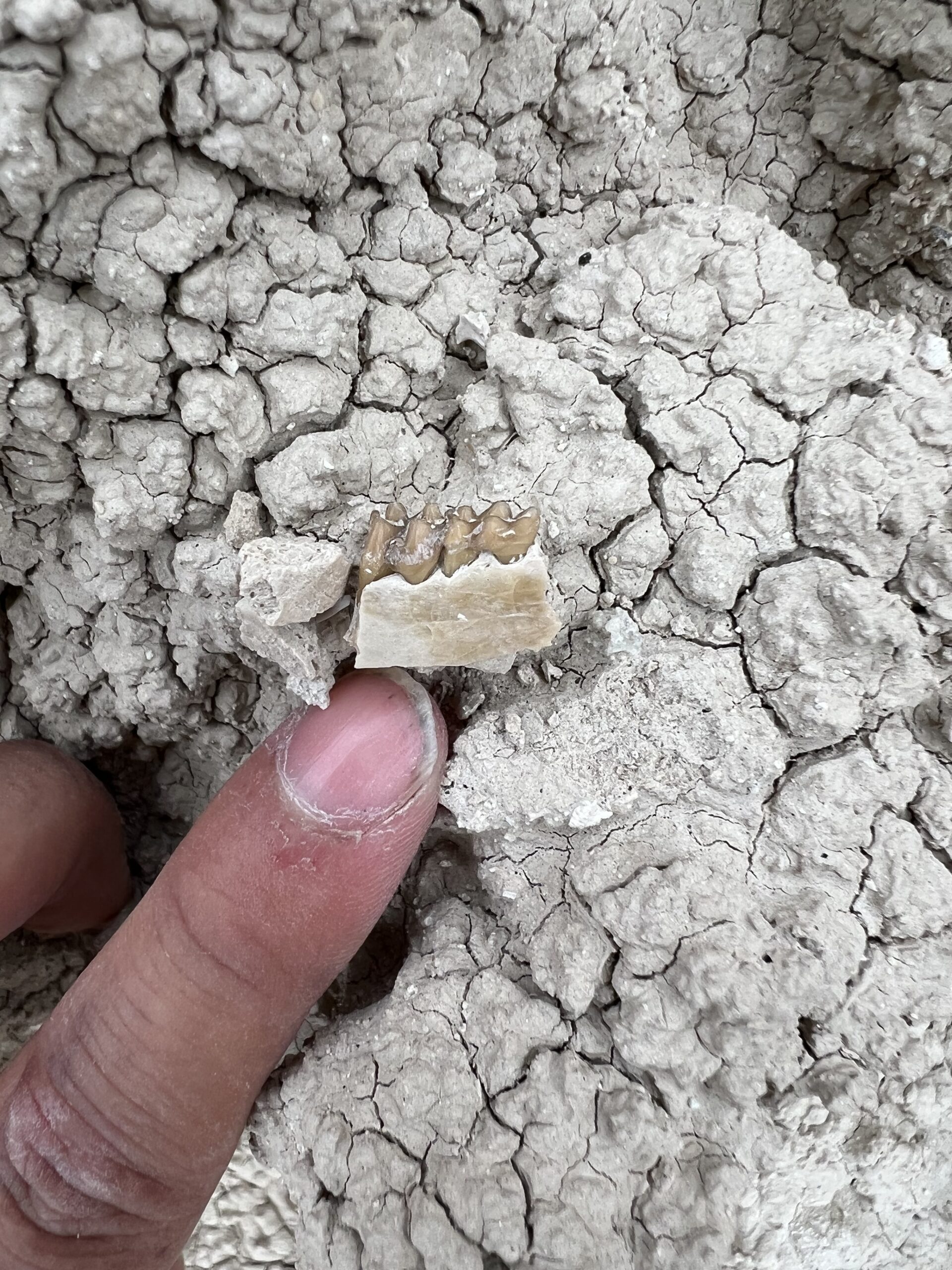 Fossil mammal tooth from the White River Group